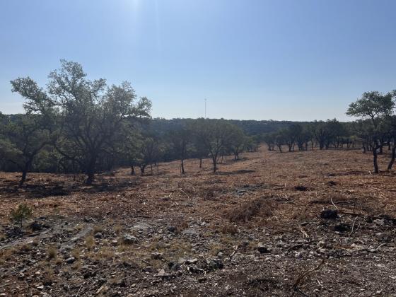AFTER - A Central Texas property after mulching and handcutting treatment was used to reduce hazardous fuel. Courtesy of Texas A&amp;amp;M Forest Service