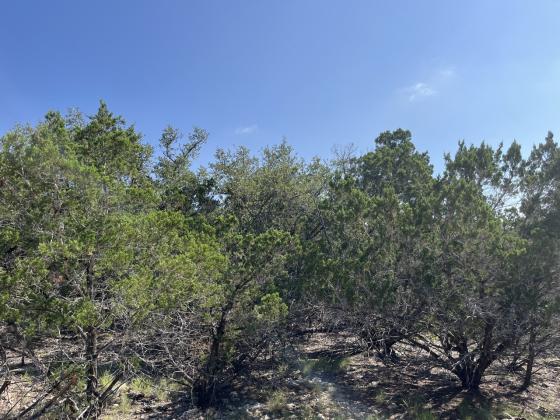 BEFORE - A Central Texas property before mulching and handcutting treatment was used to reduce hazardous fuel. Courtesy of Texas A&amp;amp;M Forest Service