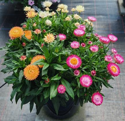 Peachy Keen, Pink and White Granvia strawflowers combine nicely creating a colorful container garden | photo courtesy of Suntory Flowers