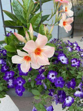 Heat-tolerant Sun Parasol® Giant Peach Sunrise Mandevilla and Blue Tiara™ Supertunia®. | www.MelindaMyers.com