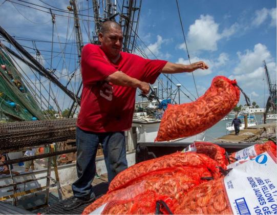 Texas Gulf Shrimp | Courtesy Texas Department of Agriculture