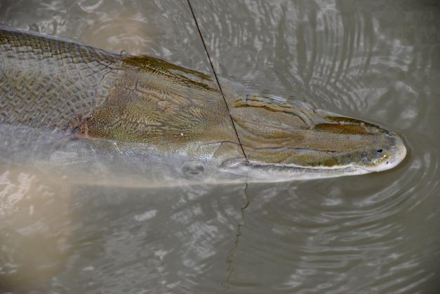 Harvest Authorization Drawing Opens for Trinity River Alligator Gar Sept. 1