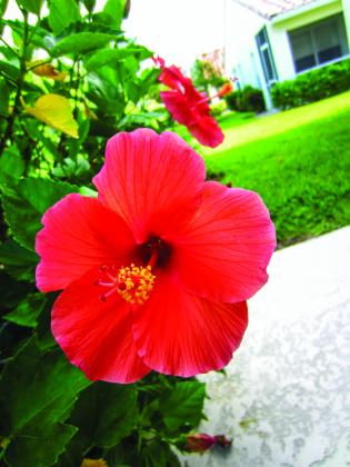 Hibiscus