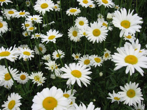 Lay flat-faced flowers, like these Shasta daisies, face down on a flat surface to dry. | Photo credit:  www.MelindaMyers.com