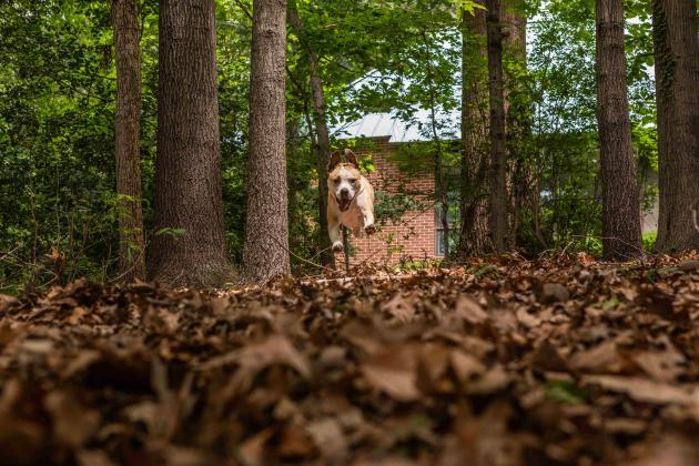 Here's Mulligan enjoying the fall leaves!