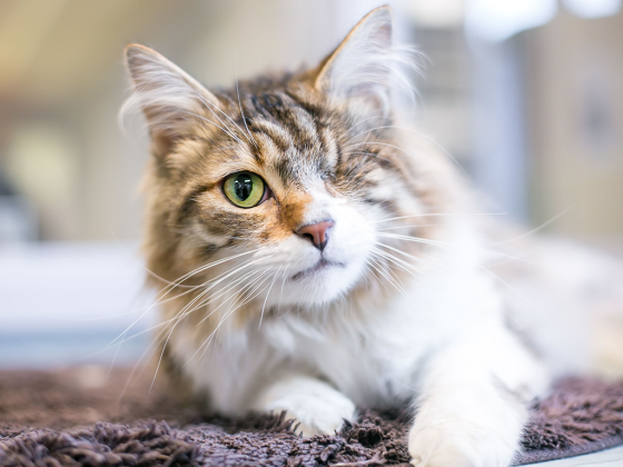 Pet Talk - Seeing the bright side: helping pets adjust to vision loss
