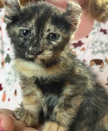Meet Peanut the Kitten