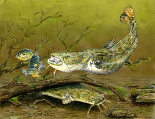 2026 Youth Fish Art Contest - deadline is February 28