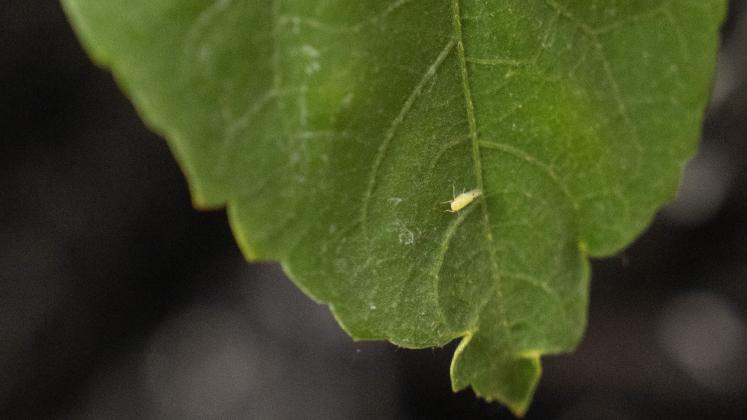 Cotton jassid, also known as the two-spotted leafhopper (Amrasca biguttula)