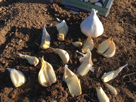 Separate garlic cloves right before planting and plant the largest cloves with their papery covering. | www.MelindaMyers.com