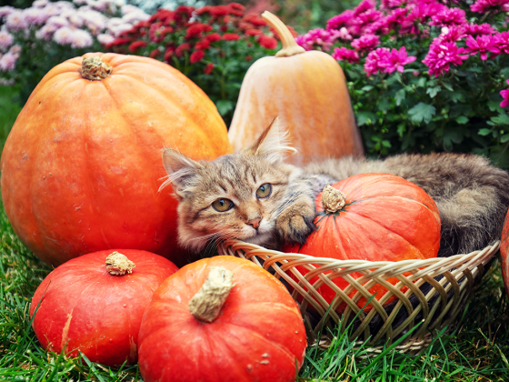 Pet Talk - Keeping pets safe at Halloween