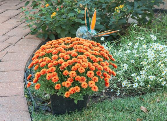 SSGC Fall Yard of the Month - Plant from great-grandson