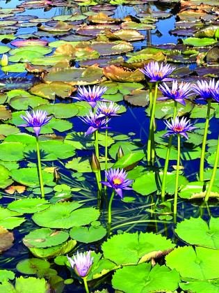 Tour of the International Water Lily Collection