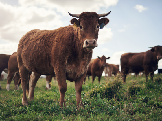 Protecting Livestock From The New World Screwworm