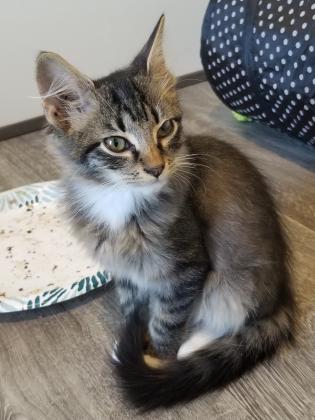 Pet of the Week