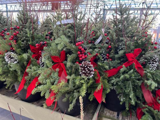 Winter containers filled with greenery, colorful stems, cones, berries and more can brighten the landscape all winter long. | www.MelindaMyers.com
