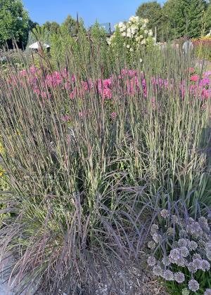 Blackhawks big bluestem is low maintenance and combines nicely with other perennials. Courtesy www.MelindaMyers.com