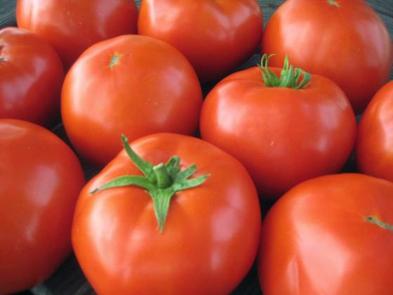 A single tomato plant can produce an average of eight pounds or more of tomatoes. | photo courtesy of All-America Selections