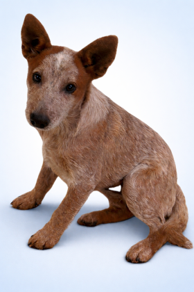 Meet Rusty. Rusty and his brother Dusty were possibly dumped and left alone and scared. Rusty is a sweet, shy boy who just wants to be loved. For more information on adopting Rusty, visit SanSabaAnimals.com or call (325) 372-PETS.