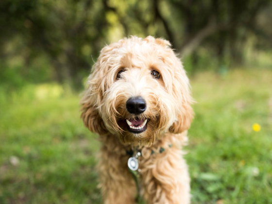PET TALK -- The ‘tooth’ of the matter: Why pet dental care is so important