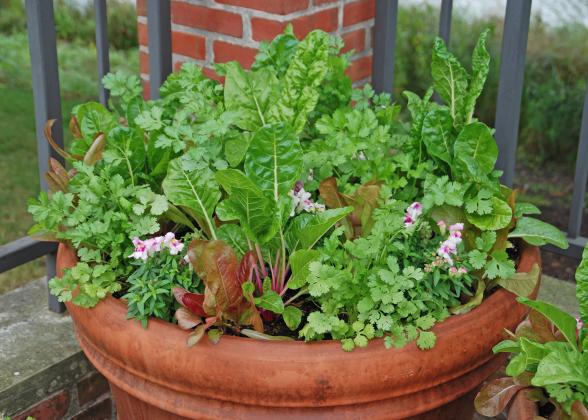 A container filled with Santo cilantro, Peppermint Swiss chard, Romaine lettuce and Snapshot Plumblossom snapdragon. | www.MelindaMyers.com