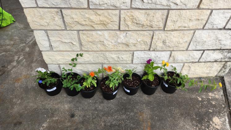 “Kids’ Nature Kamp” 2026 at Mill Pond Park &amp; San Saba Senior Center Backyard