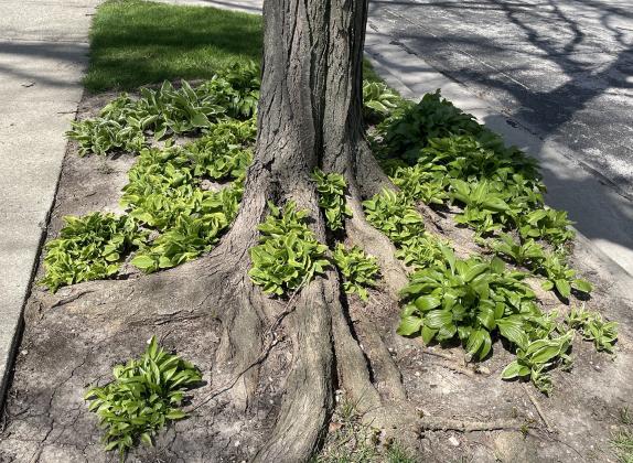 Hostas planted in between tree roots. | Courtesy of www.MelindaMyers.com