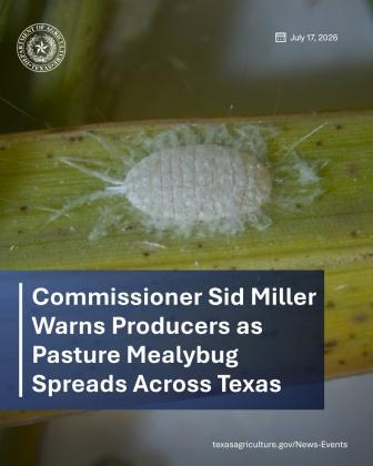 Pasture Mealybug Spreads Across Texas