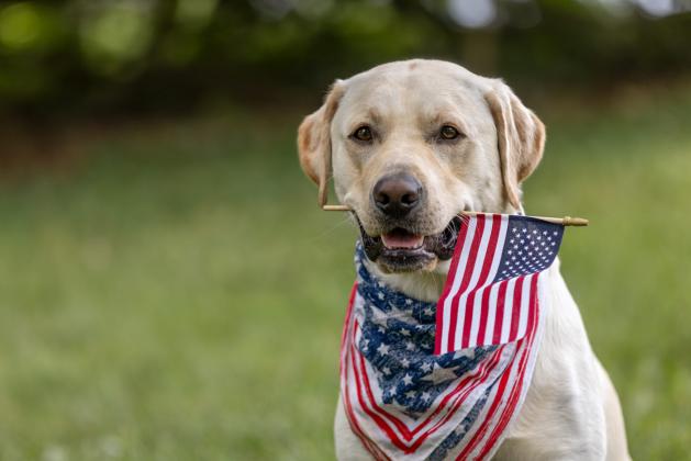 Paw-tying Safely: Fourth Of July Pet Precautions | Getty Images
