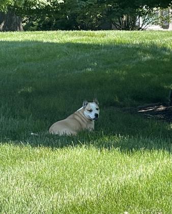 Mulligan enjoying the shade in the backyard | Courtesy of TurfMutt.com