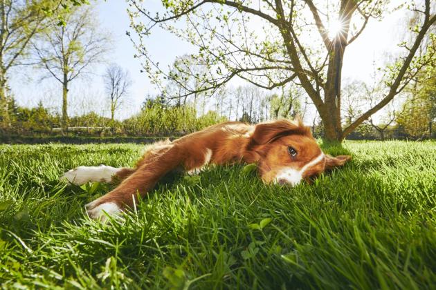 Protecting your pets from heat stress