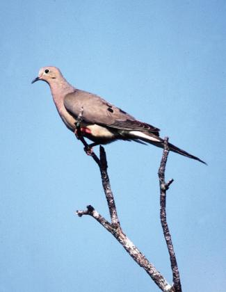 Photo courtesy of Texas Parks and Wildlife Department