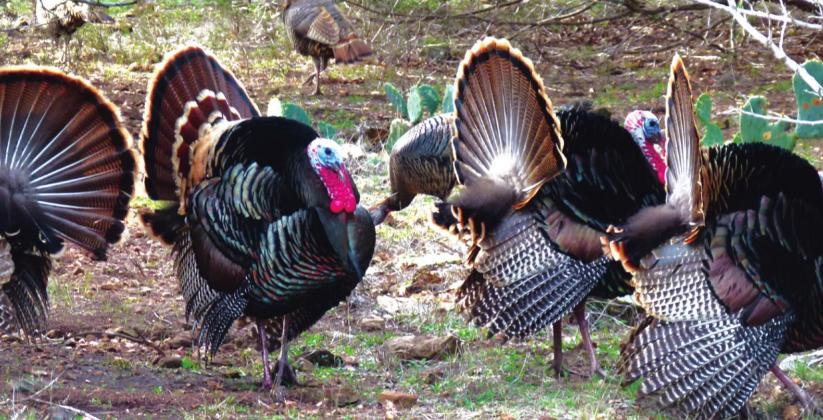 Hill Country Naturalist