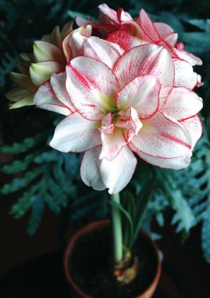 Delight Friends and Family with Winter-Blooming Bulbs