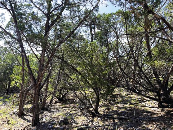 BEFORE - A Central Texas property before mulching and handcutting treatment was used to reduce hazardous fuel. Courtesy of Texas A&amp;amp;M Forest Service