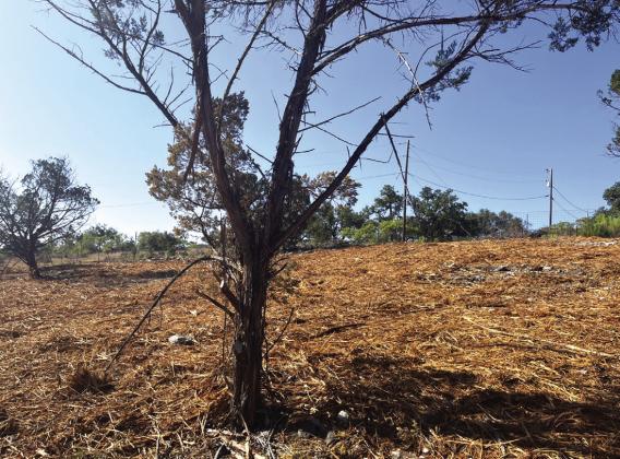 AFTER - A Central Texas property after mulching and handcutting treatment was used to reduce hazardous fuel. Courtesy of Texas A&amp;amp;M Forest Service