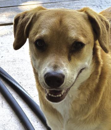 Missing: George, a yellow Lab, was lost in the Rocky Hollow subdivision, about 8 miles south of Hwy 16. His owner, Daniel Moise, can be reached at 512-775-9938. Courtesy of San Saba County Friends of Animals