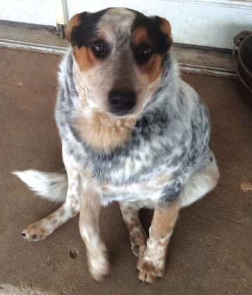 Missing: Chonck a blue heeler went missing from 836 CR 114. He has limited mobility in his back legs. His owner, Cutter Burkhalter, can be reached at 325-205-9730. Courtesy of San Saba County Friends of Animals