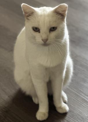 Pet of the Week, Polar