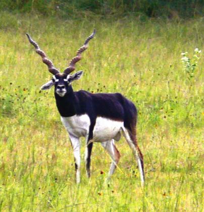 Hill Country Naturalist
