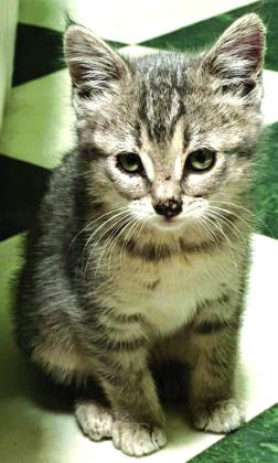 Pet of the Week