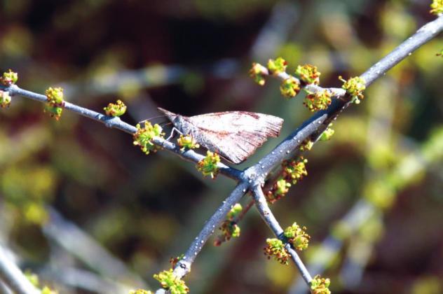 “An American Snout butterfly on the blooms of an Elbow Bush on Valentine’s Day”