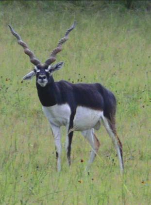 Hill Country Naturalist