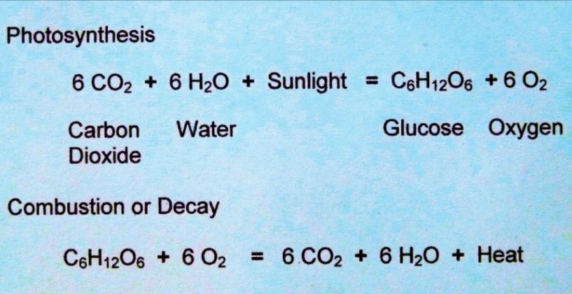 “The chemical equations for photosynthesis and also for combustion and digestion.”