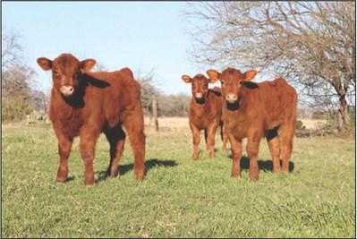 Higher calf prices projected for Texas ranchers in 2023
