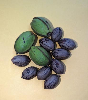 First Pecans of the 2026 Season