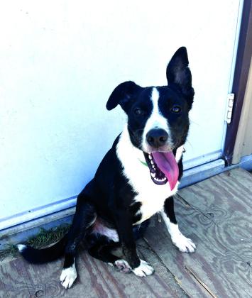 If you're looking for a loyal companion with energy to spare, Cash might just be your perfect match! Cash is a sweet, happy boy who loves to stay active. He would thrive with someone who enjoys the outdoors, has room for him to run, or is looking for a hardworking partner. Whether it's helping on a farm or simply being your best buddy, Cash is ready for the job! Contact San Saba County Friends of Animals at 325-372-PETS or www.SanSabaAnimals.com.