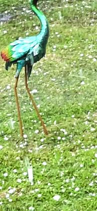 “Ice rain falling” in Lenny’s front yard last Thursday