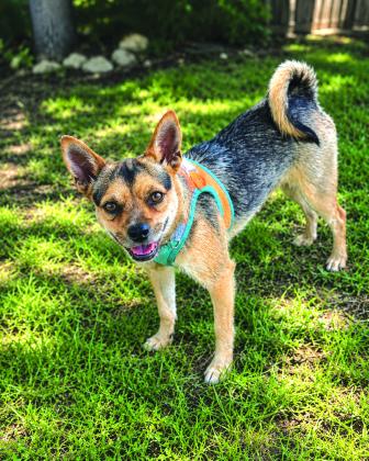 Pet of the Week