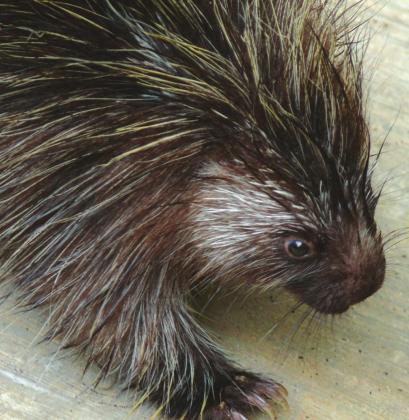 “This young porcupine had probably never been so close to a human. I was a bit uneasy being so close to all of those quills.”